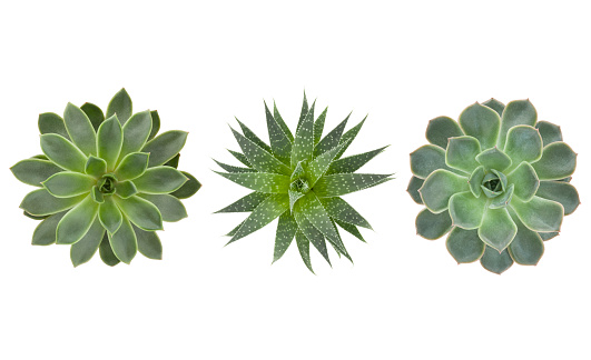 Succulents pants trio isolated on white