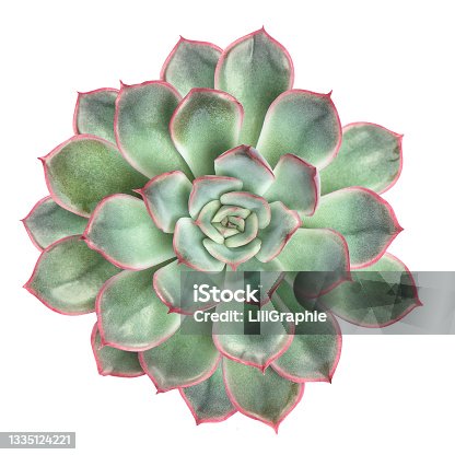 istock Succulent flower plant isolated white background Top view 1335124221