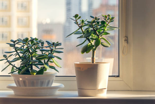 Succulent houseplant Crassula on the windowsill Succulent houseplant Crassula on the windowsill against the background of window crassulaceae stock pictures, royalty-free photos & images