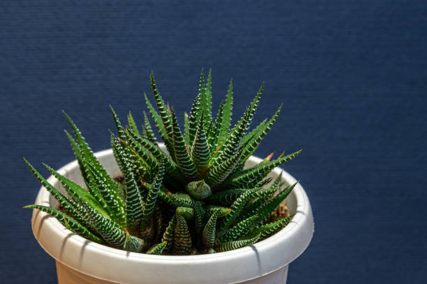 Succulent houseplant Haworthia in a pot on a blue background Succulent houseplant Haworthia in a pot on a blue background haworthia stock pictures, royalty-free photos & images