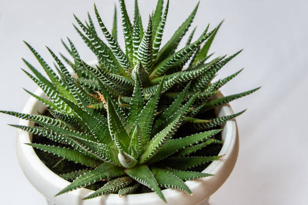 Succulent houseplant Haworthia in a pot on white background Succulent houseplant Haworthia in a pot on white background haworthia stock pictures, royalty-free photos & images
