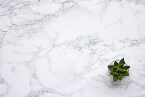 A plant on a marble backdrop. Room for your text/image.