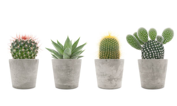 Succulent plant and cactus collection Succulent plant and cactus in cement pots isolated on white haworthia stock pictures, royalty-free photos & images