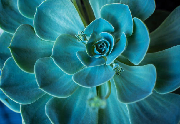 Succulent plant, Close up stock photo