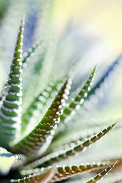 Succulent plant (Haworthia Attenuata) close-up A DSLR photo of a beautiful succulent plant (Haworthia Attenuata) with defocused background. haworthia stock pictures, royalty-free photos & images