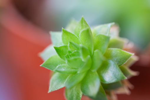 Succulent Plant Close-up
