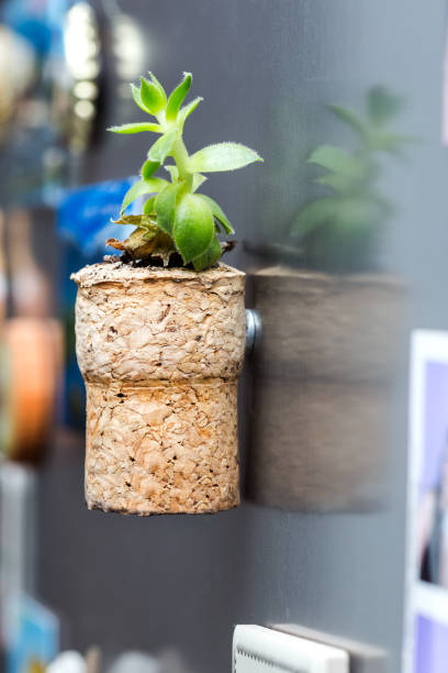 Succulent plant in cork stock photo