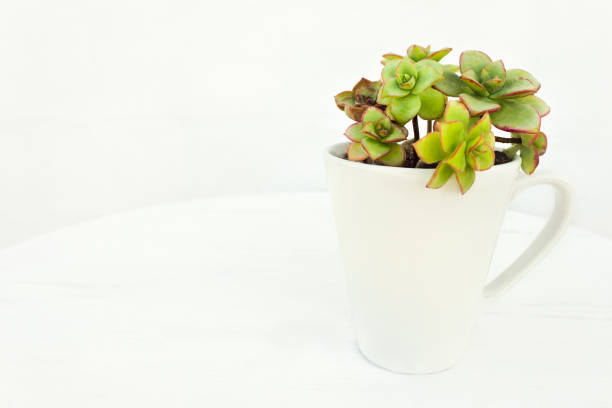 Succulent plant in cup on white table and background stock photo
