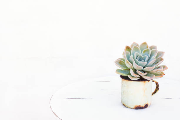 Succulent plant in tin cup on table with white background stock photo