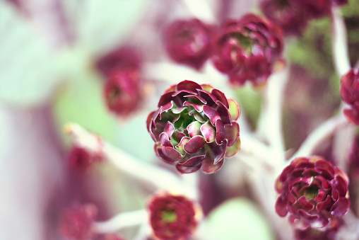 Succulent flower, Aeonium Zwartkop. Selective focus of a desert flower with copy space . Nature backgrounds.