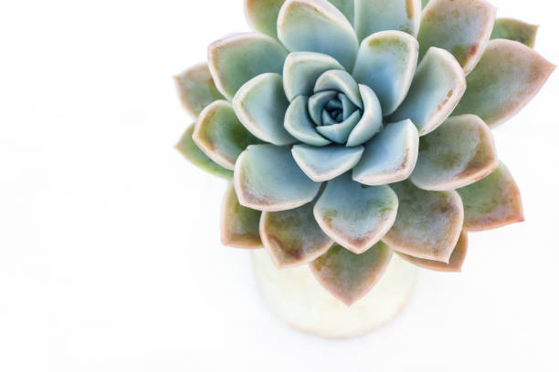 Succulent plant with white background stock photo