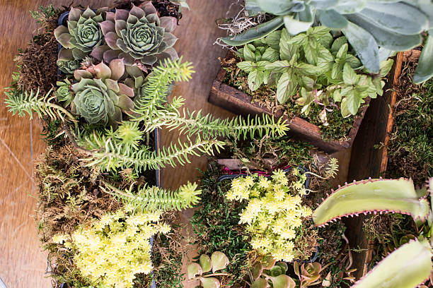 Succulent Planter Boxes stock photo