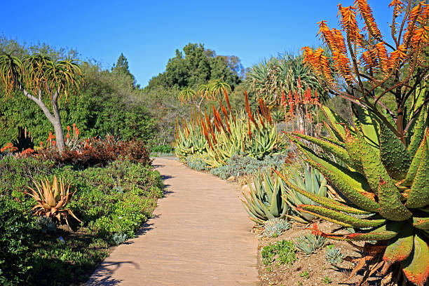 succulent Plants Garden Garden path through succlent plants botanical garden stock pictures, royalty-free photos & images