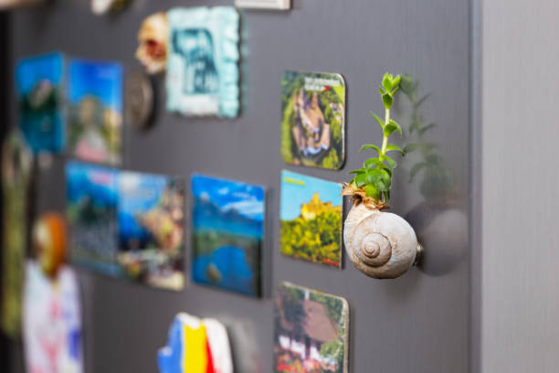 Succulent plat as fridge magnet stock photo