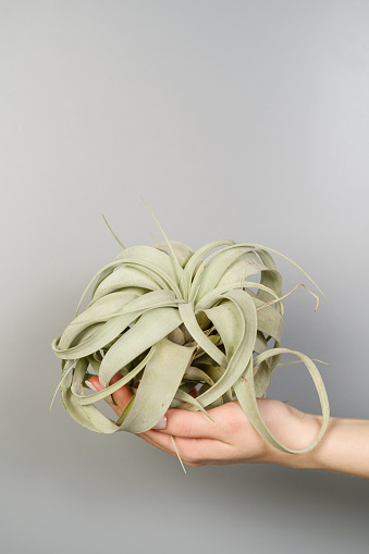 Succulent tillandsia xerographica in the hands of a close-up on a gray background.