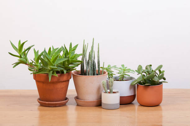 Succulents and various pots. stock photo