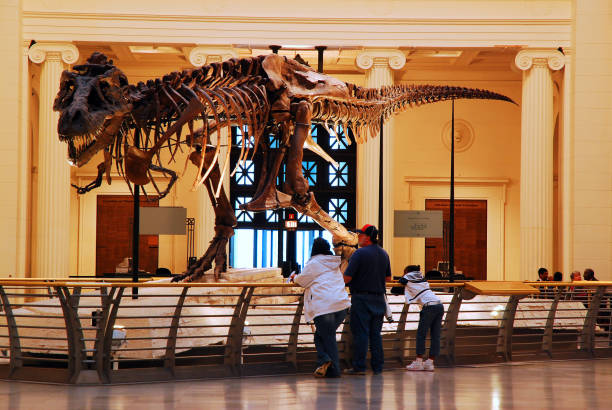 Sue at the Field Museum Chucago, IL, USA April 7, 2008 Sue, the most complete T Rex ever Discovered is on Display at the Field Museum in Chicago, Illinois museum stock pictures, royalty-free photos & images