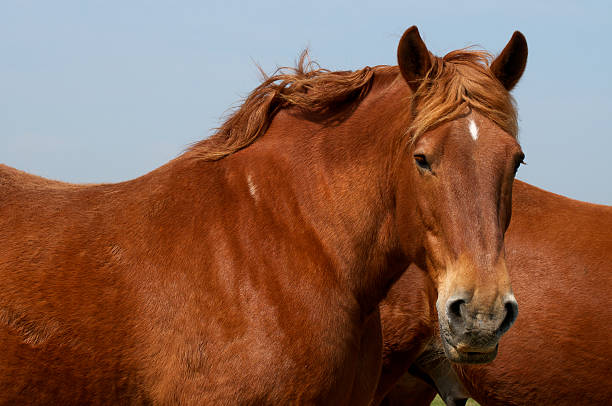 suffolk punch cart horses - shirehäst bildbanksfoton och bilder