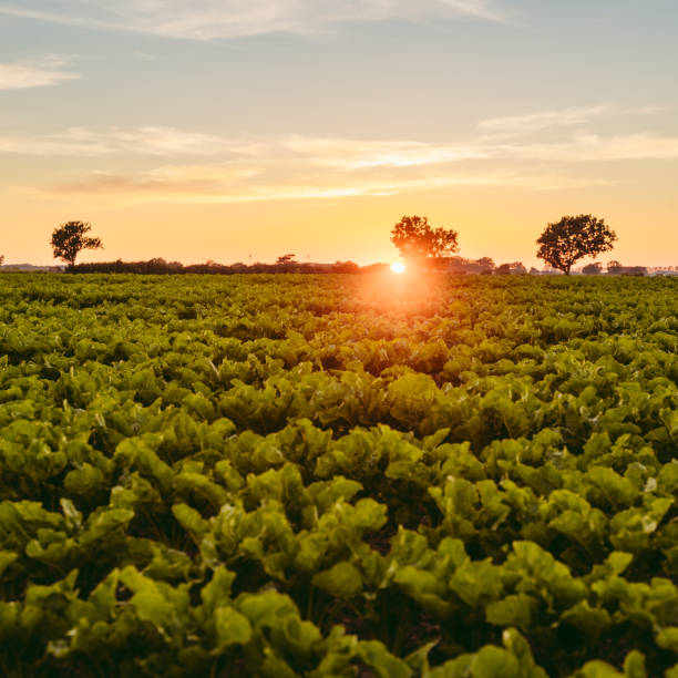 sockerbeta beta vulgaris fält i sommar jordbruk landskap i solnedgången - österlen bildbanksfoton och bilder