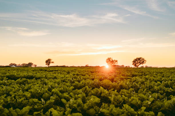 sockerbeta beta vulgaris fält i sommar jordbruk landskap i solnedgången - österlen bildbanksfoton och bilder
