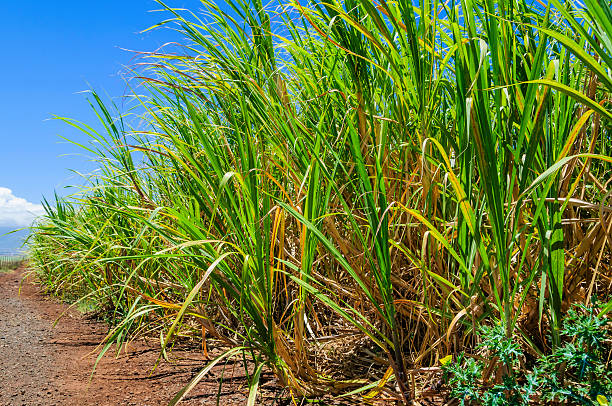 Sugar cane field stock photo