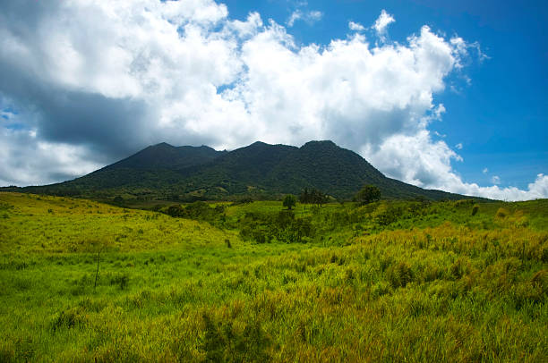 Sugar Cane Field with Mount Liamuiga - St. Kitts stock photo