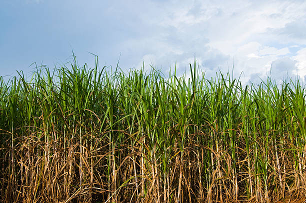 Sugar Cane Plantation stock photo