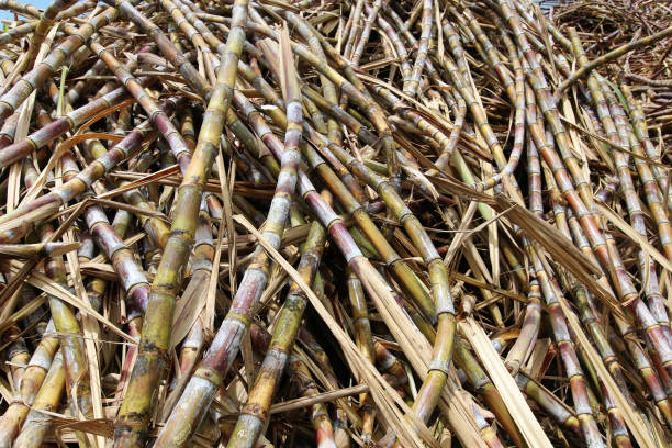 Sugar canes ready for rhum stock photo