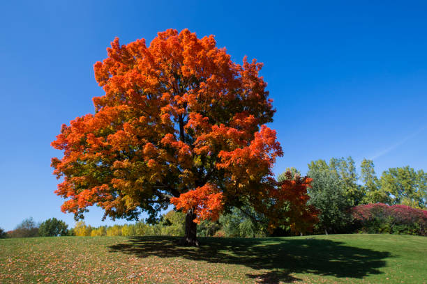 Sugar maple Sugar maple (Acer sacarum) in spectacular October light. maple tree stock pictures, royalty-free photos & images