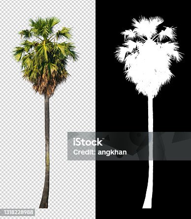 istock sugar palm tree on transparent picture background with clipping path 1318228988