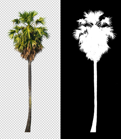 sugar palm tree on transparent picture background with clipping path and alpha channel