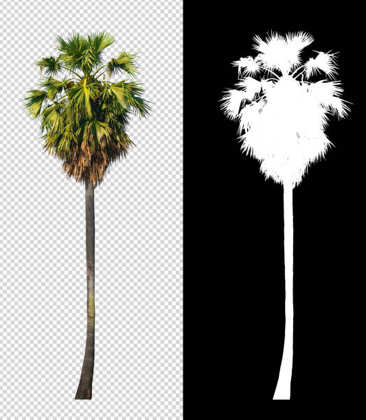 palmera de azúcar en fondo transparente con camino de recorte - palm trees fotografías e imágenes de stock