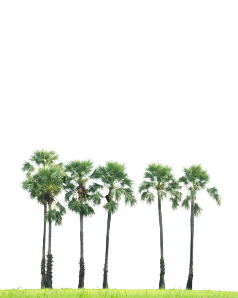 Sugar palm trees. stock photo