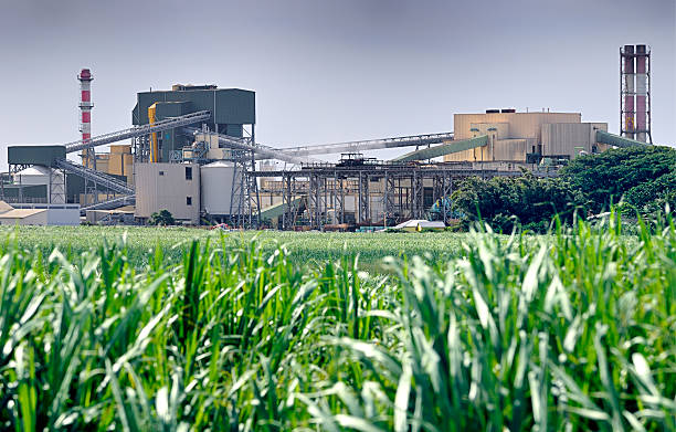 596,045 Sugar Plant Stock Photos, Pictures & Royalty-Free Images - iStock