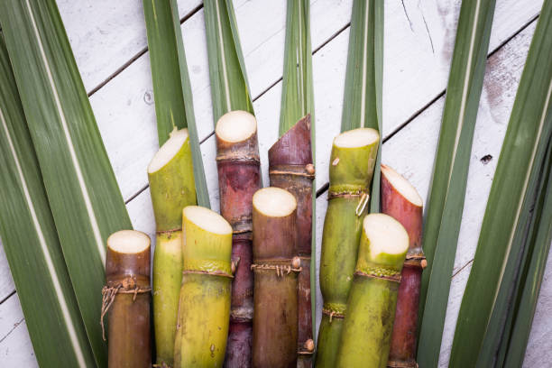 Sugarcane and green leaf close up stock photo