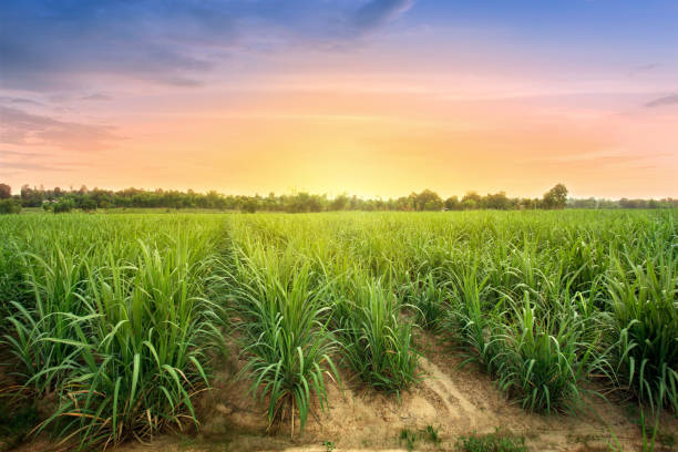 Sugarcane field at sunset. sugarcane is a grass of poaceae family. it taste sweet and good for health. stock photo