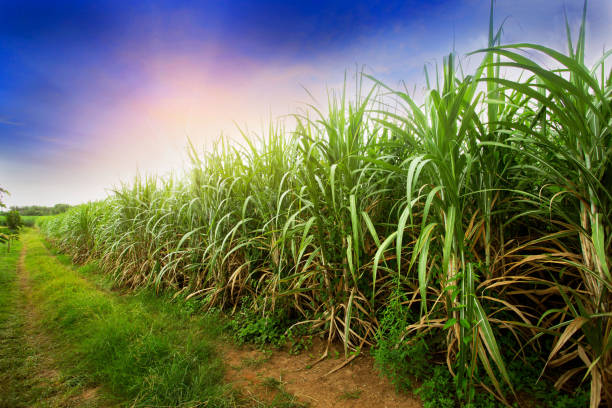 Sugarcane field at sunset. sugarcane is a grass of poaceae family. it taste sweet and good for health. stock photo