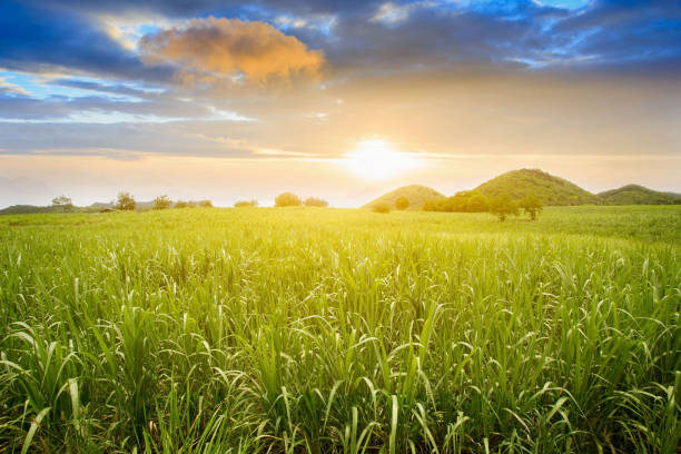 Sugarcane field at sunset. sugarcane is a grass of poaceae family. stock photo