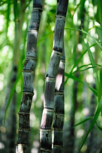 Sugarcane field with plants growing stock photo