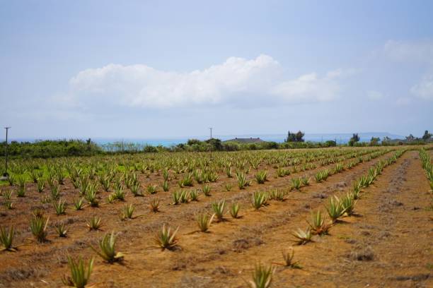 Sugarcane fields on Miyako Island stock photo