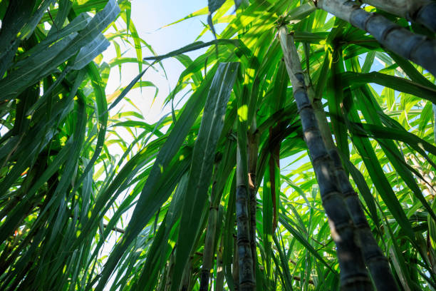 Sugarcane plants growing at field stock photo
