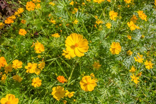 庭と黄色の花のコスモスと黄花コスモスを硫黄します まぶしいのストックフォトや画像を多数ご用意 Istock