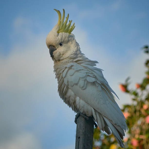 Sulphur Crested Cockatoo stock photo