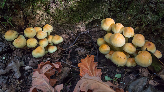 Sulphur Tuft (Hypholoma fasciculare) clumps growing in woodland during early autumn.