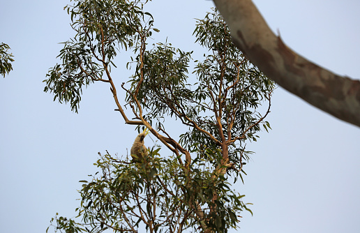 Sulphurcrested Cockatoo On Eucalyptus Tree Stock Photo Download Image