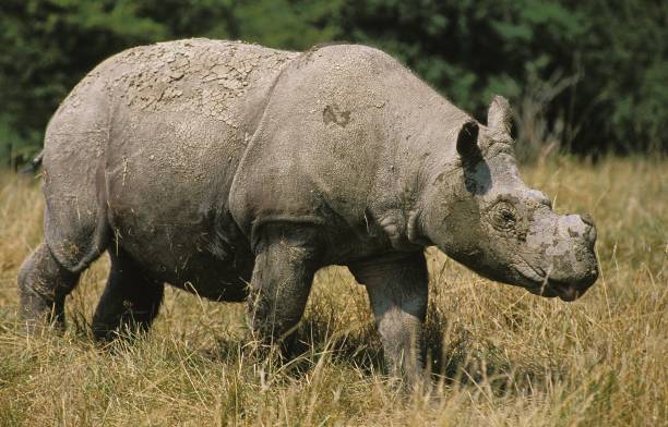 Sumatran Rhinoceros, dicerorhinus sumatrensis, Adult walking on Dry Grass stock photo