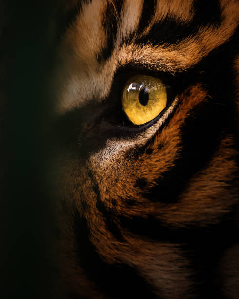 tigre de sumatra - tiger eye photos et images de collection