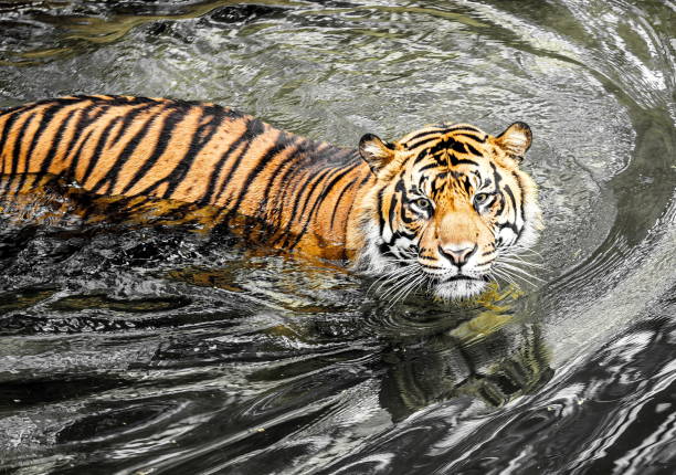 Sumatran Tiger stock photo
