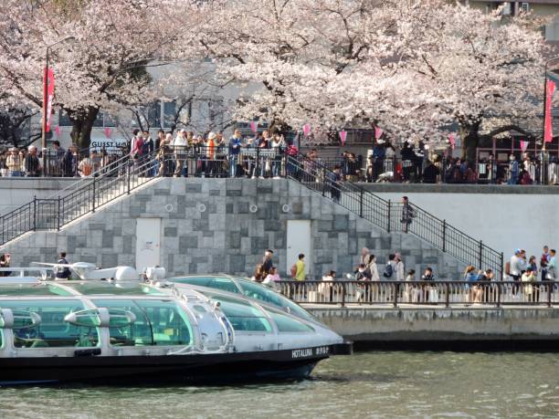 隅田川の桜 (さくらまつり) シーズン - 隅田川さくら ストックフォトと画像