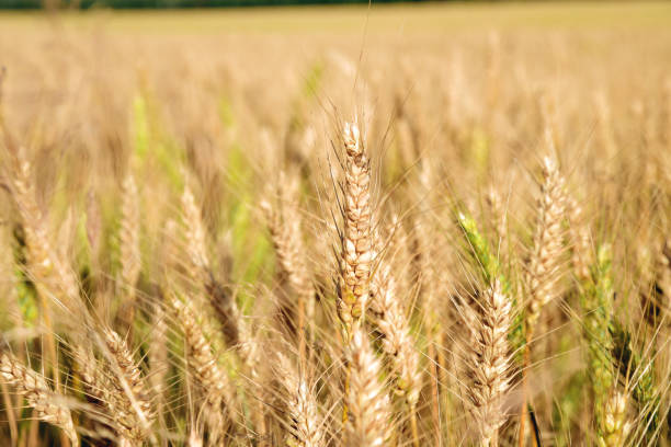 Summer autumn yellow wheat field ear spike spica stock photo